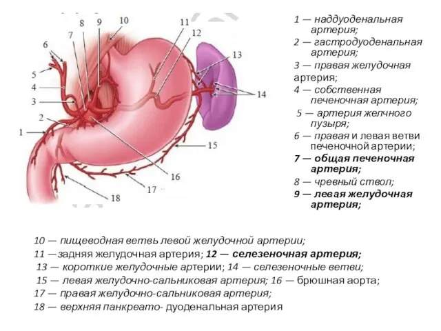1 — наддуоденальная артерия; 2 — гастродуоденальная артерия; 3 — правая желудочная