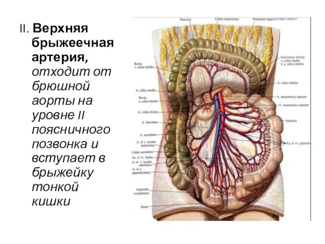 II. Верхняя брыжеечная артерия, отходит от брюшной аорты на уровне II поясничного