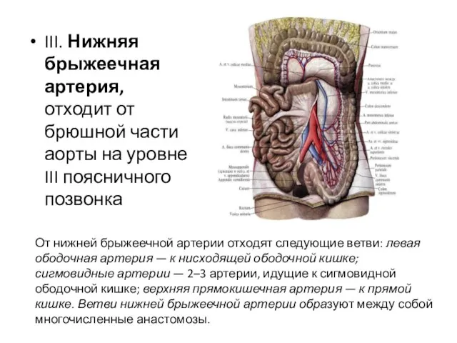 III. Нижняя брыжеечная артерия, отходит от брюшной части аорты на уровне III