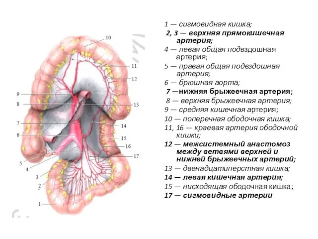 1 — сигмовидная кишка; 2, 3 — верхняя прямокишечная артерия; 4 —