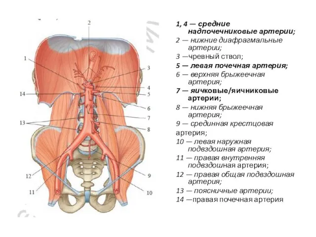 1, 4 — средние надпочечниковые артерии; 2 — нижние диафрагмальные артерии; 3