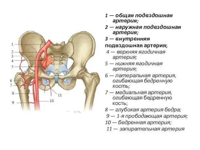 1 — общая подвздошная артерия; 2 — наружная подвздошная артерия; 3 —
