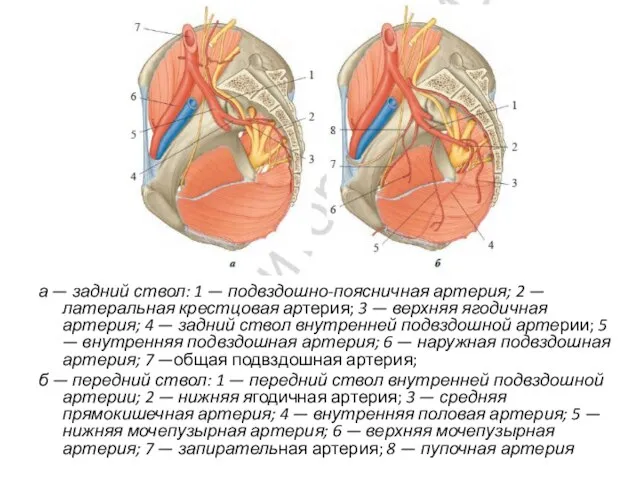 а — задний ствол: 1 — подвздошно-поясничная артерия; 2 — латеральная крестцовая