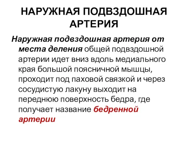 НАРУЖНАЯ ПОДВЗДОШНАЯ АРТЕРИЯ Наружная подвздошная артерия от места деления общей подвздошной артерии