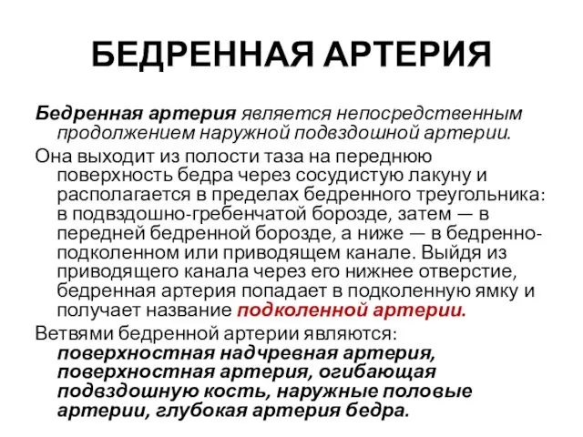 БЕДРЕННАЯ АРТЕРИЯ Бедренная артерия является непосредственным продолжением наружной подвздошной артерии. Она выходит