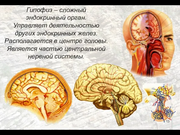 Гипофиз – сложный эндокринный орган. Управляет деятельностью других эндокринных желез. Располагается в