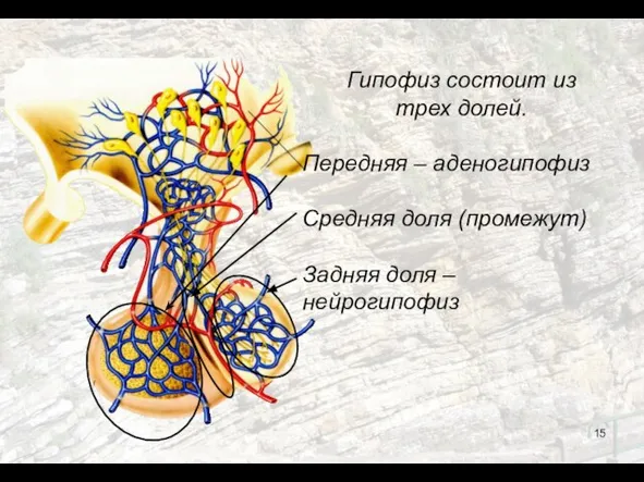 Гипофиз состоит из трех долей. Передняя – аденогипофиз Средняя доля (промежут) Задняя доля – нейрогипофиз