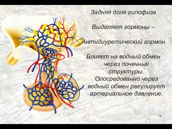 Задняя доля гипофиза Выделяет гормоны – Антидиуретический гормон Влияет на водный обмен