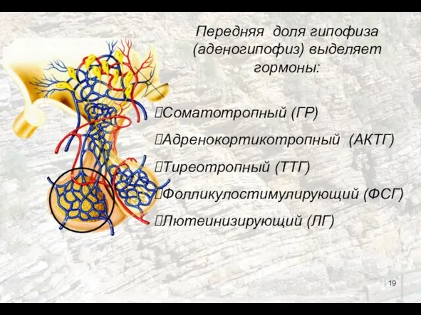 Передняя доля гипофиза (аденогипофиз) выделяет гормоны: Соматотропный (ГР) Адренокортикотропный (АКТГ) Тиреотропный (ТТГ) Фолликулостимулирующий (ФСГ) Лютеинизирующий (ЛГ)