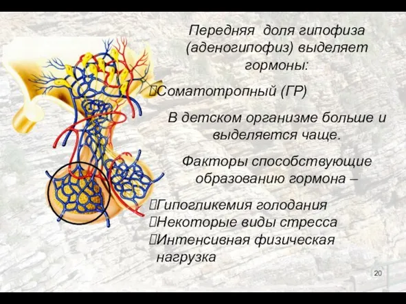 Передняя доля гипофиза (аденогипофиз) выделяет гормоны: Соматотропный (ГР) В детском организме больше