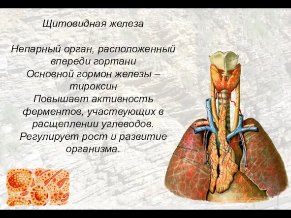 Щитовидная железа Непарный орган, расположенный впереди гортани Основной гормон железы – тироксин
