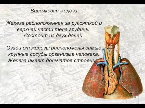 Вилочковая железа Железа расположенная за рукояткой и верхней части тела грудины. Состоит