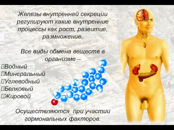 Железы внутренней секреции регулируют какие внутренние процессы как рост, развитие, размножение. Все