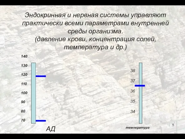 Эндокринная и нервная системы управляют практически всеми параметрами внутренней среды организма. (давление