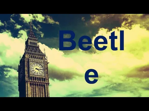 Beetle