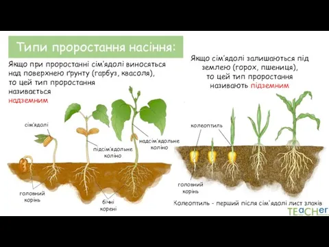 Типи проростання насіння: