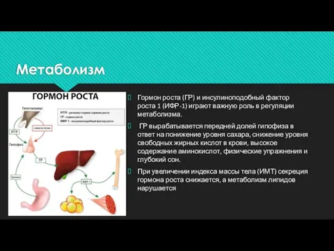 Метаболизм Гормон роста (ГР) и инсулиноподобный фактор роста 1 (ИФР-1) играют важную