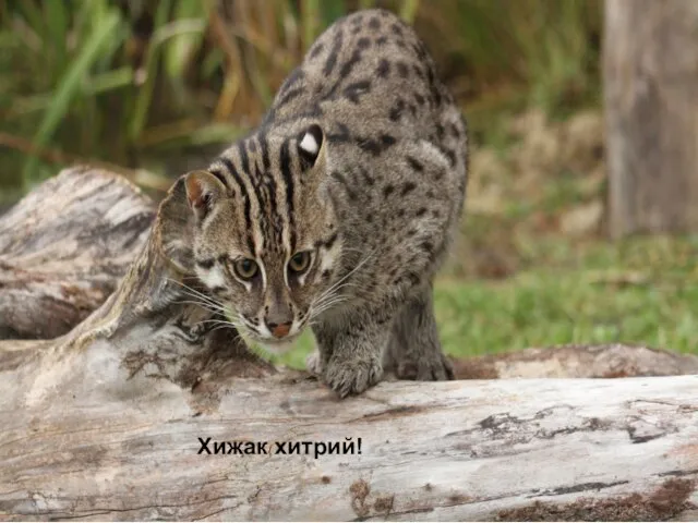 Хижак хитрий! Хижак хитрий!