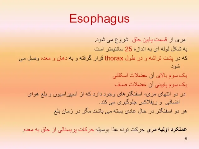 Esophagus مری از قسمت پایین حلق شروع می شود. به شکل لوله