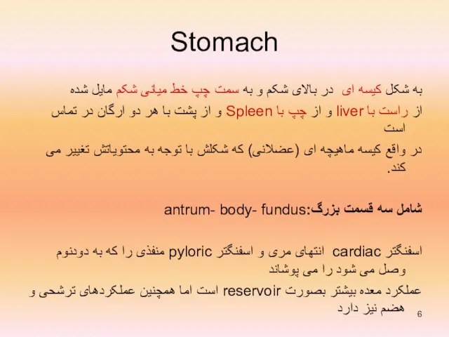 Stomach به شکل کیسه ای در بالای شکم و به سمت چپ