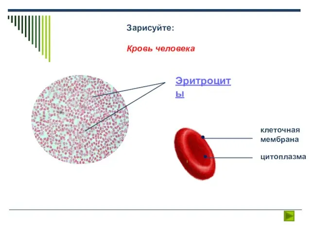 Эритроциты клеточная мембрана цитоплазма Зарисуйте: Кровь человека