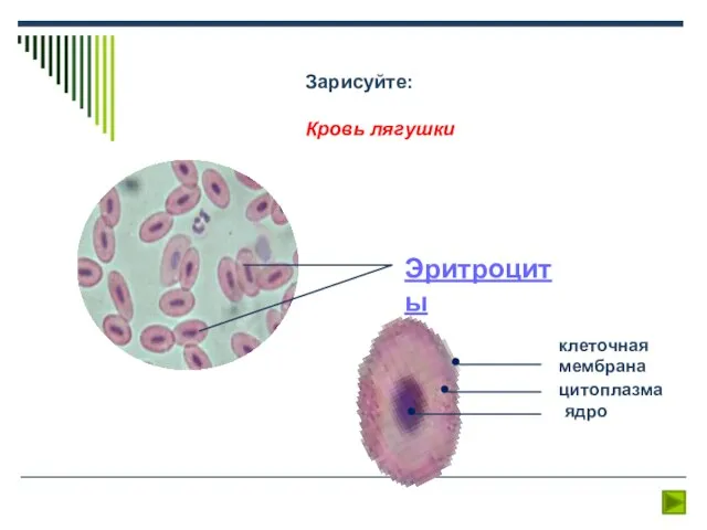 Эритроциты клеточная мембрана цитоплазма ядро Зарисуйте: Кровь лягушки