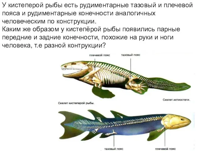 У кистеперой рыбы есть рудиментарные тазовый и плечевой пояса и рудиментарные конечности