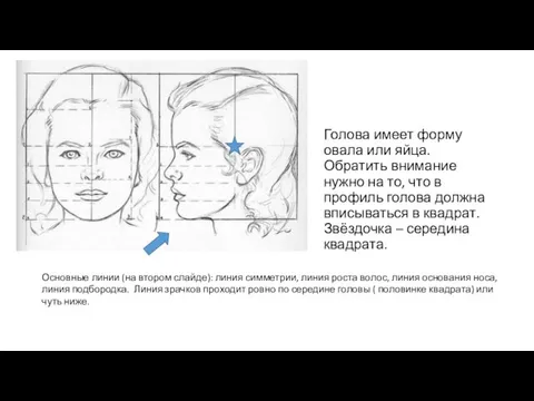 Голова имеет форму овала или яйца. Обратить внимание нужно на то, что