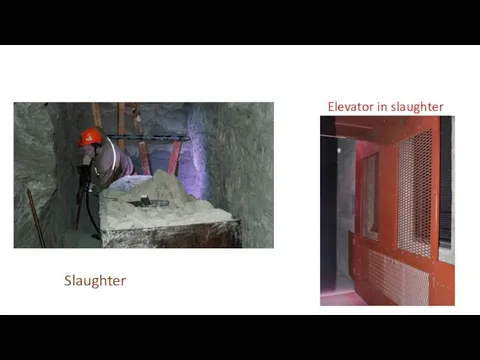 Slaughter Elevator in slaughter