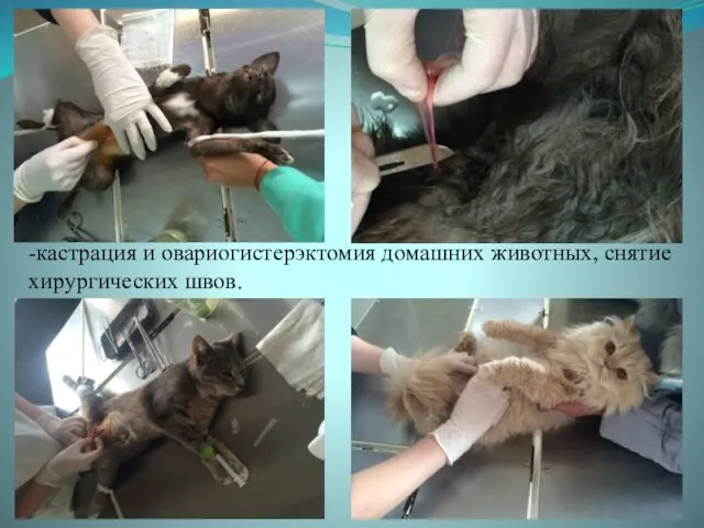 -кастрация и овариогистерэктомия домашних животных, снятие хирургических швов.