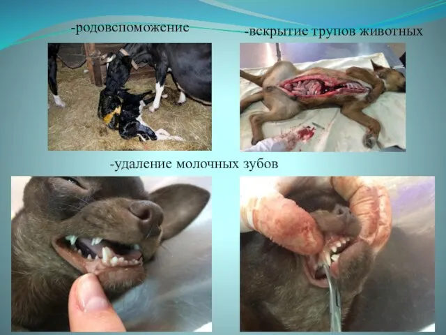 -родовспоможение -удаление молочных зубов -вскрытие трупов животных