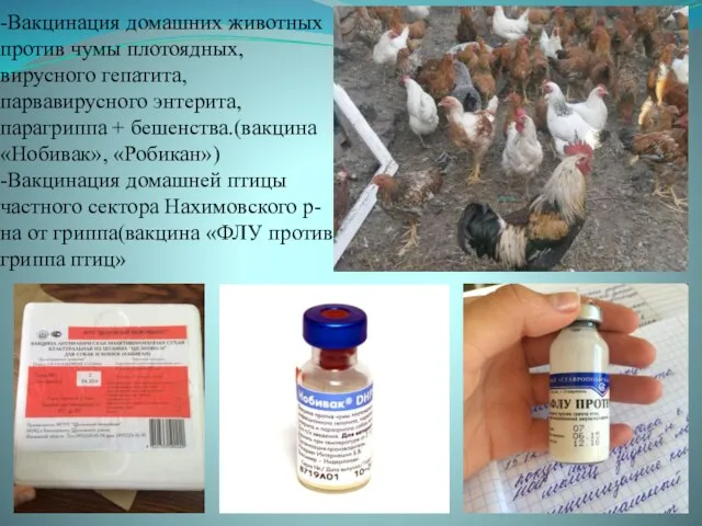 -Вакцинация домашних животных против чумы плотоядных, вирусного гепатита, парвавирусного энтерита, парагриппа +