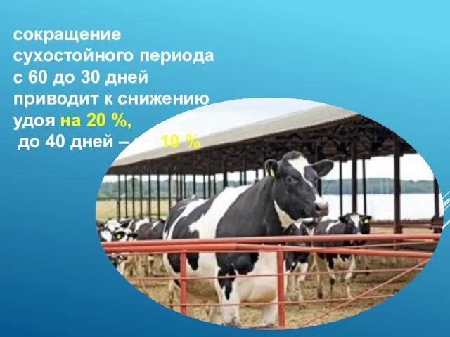 сокращение сухостойного периода с 60 до 30 дней приводит к снижению удоя