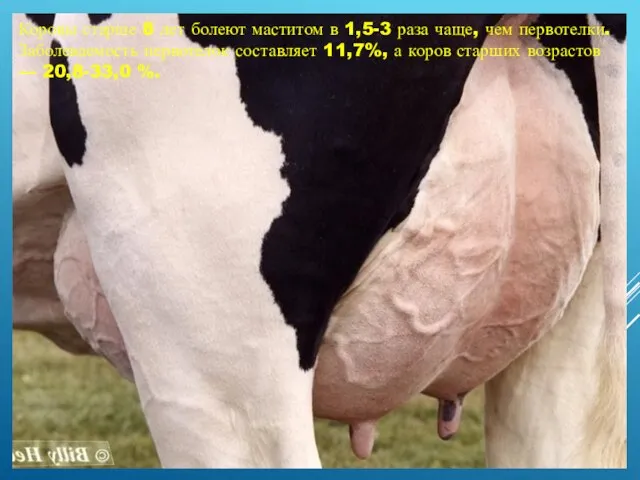 Коровы старше 8 лет болеют маститом в 1,5-3 раза чаще, чем первотелки.