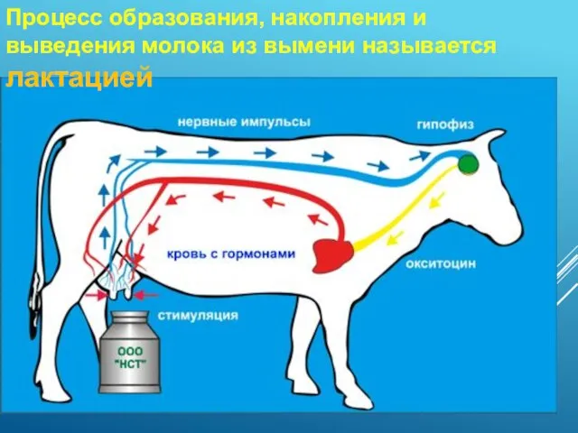 Процесс образования, накопления и выведения молока из вымени называется лактацией