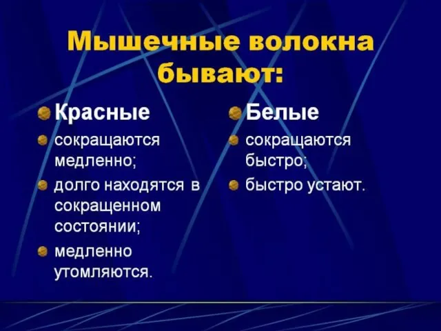 Красные и белые мышцы Красные волокна много миоглобина, митохондрий Характерно окислитеСкелетные, а