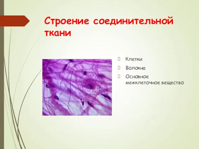 Строение соединительной ткани Клетки Волокна Основное межклеточное вещество