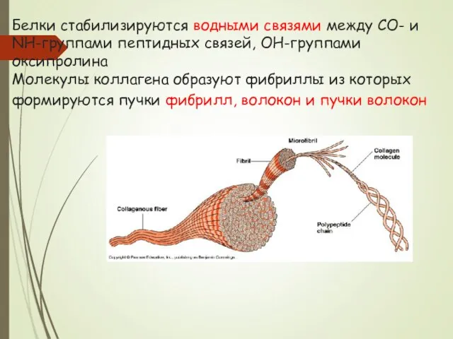 Белки стабилизируются водными связями между СО- и NH-группами пептидных связей, ОН-группами оксипролина