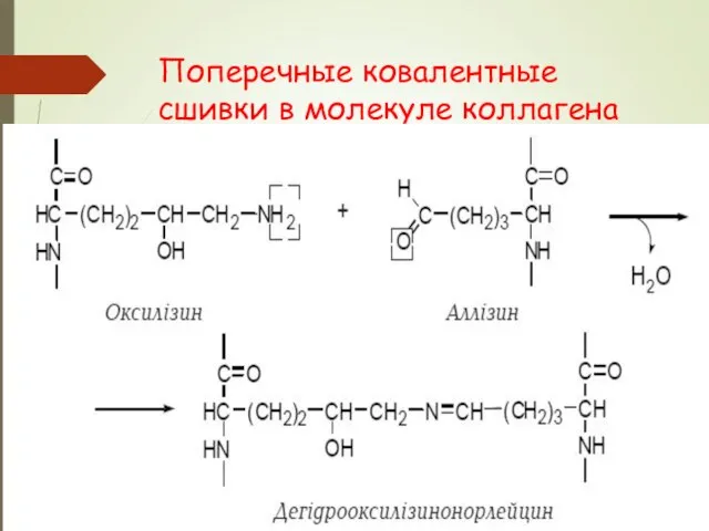 Поперечные ковалентные сшивки в молекуле коллагена