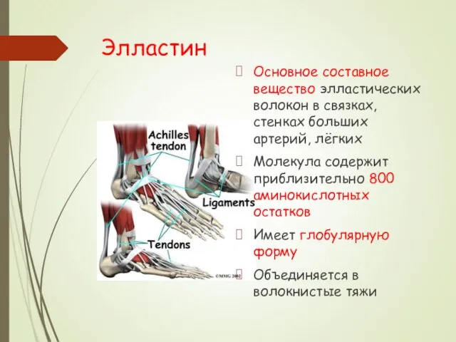 Элластин Основное составное вещество элластических волокон в связках, стенках больших артерий, лёгких