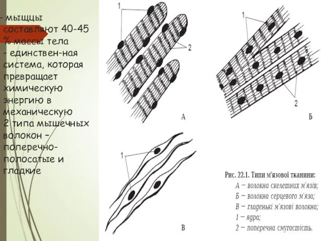 мыщцы составляют 40-45 % массы тела - единствен-ная система, которая превращает химическую