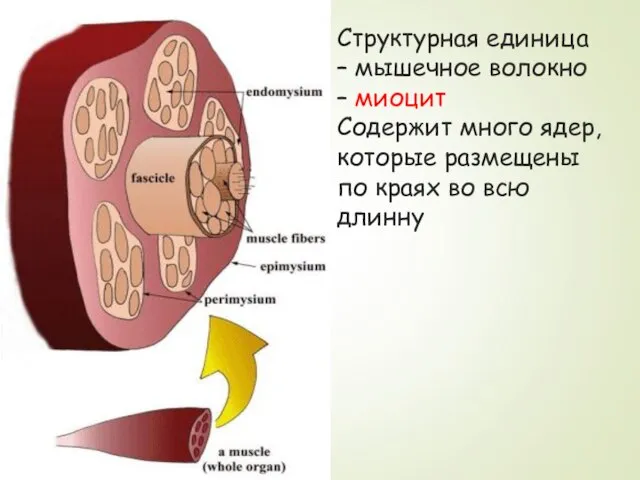 Структурная единица – мышечное волокно – миоцит Содержит много ядер, которые размещены