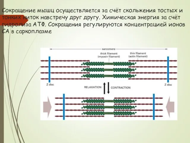 Сокращение мышц осуществляется за счёт скольжения тостых и тонких ниток навстречу друг