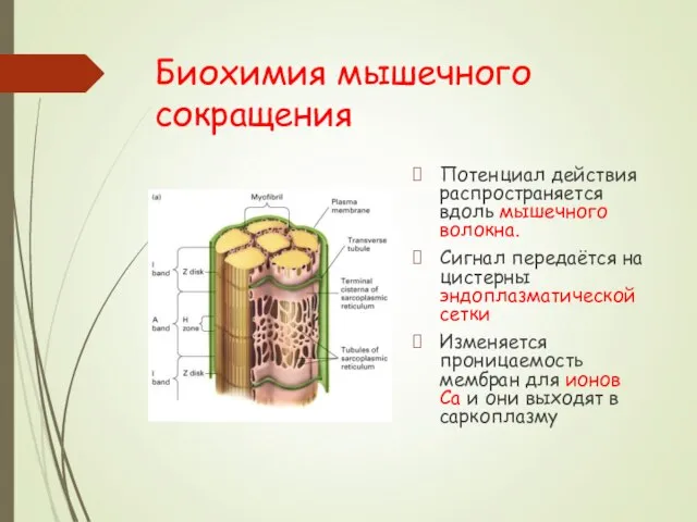 Биохимия мышечного сокращения Потенциал действия распространяется вдоль мышечного волокна. Сигнал передаётся на