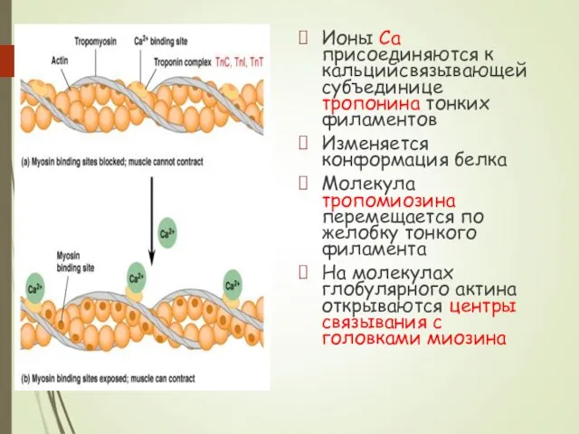 Ионы Са присоединяются к кальцийсвязывающей субъединице тропонина тонких филаментов Изменяется конформация белка