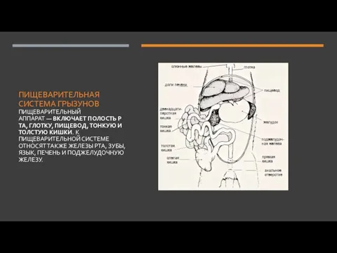 ПИЩЕВАРИТЕЛЬНАЯ СИСТЕМА ГРЫЗУНОВ ПИЩЕВАРИТЕЛЬНЫЙ АППАРАТ — ВКЛЮЧАЕТ ПОЛОСТЬ РТА, ГЛОТКУ, ПИЩЕВОД, ТОНКУЮ