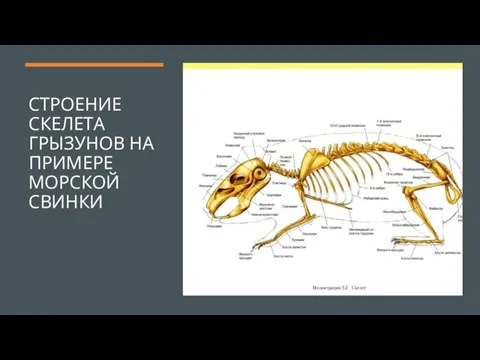 СТРОЕНИЕ СКЕЛЕТА ГРЫЗУНОВ НА ПРИМЕРЕ МОРСКОЙ СВИНКИ