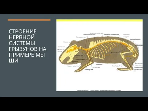 СТРОЕНИЕ НЕРВНОЙ СИСТЕМЫ ГРЫЗУНОВ НА ПРИМЕРЕ МЫШИ