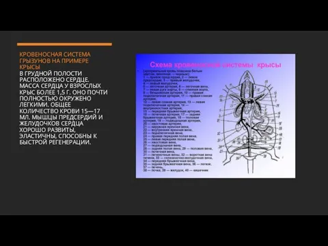 КРОВЕНОСНАЯ СИСТЕМА ГРЫЗУНОВ НА ПРИМЕРЕ КРЫСЫ В ГРУДНОЙ ПОЛОСТИ РАСПОЛОЖЕНО СЕРДЦЕ. МАССА