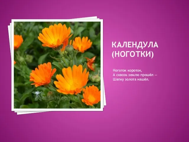 КАЛЕНДУЛА (НОГОТКИ) Ноготок короток, А сквозь землю прошёл — Шапку золота нашёл.